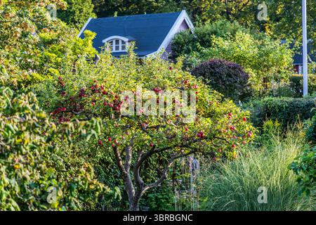 L'insediamento orto chiamato Rothoffska Koloni nell'ex Zidadelle di Landskrona. Citadellvägen, Landskrona, Skåne län, Svezia Foto Stock