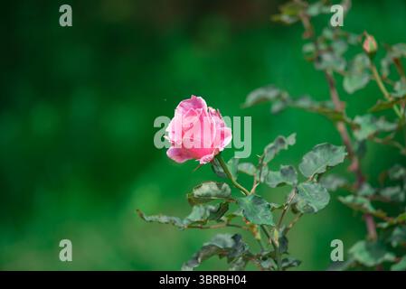bel primo piano di fiori di rosa Foto Stock