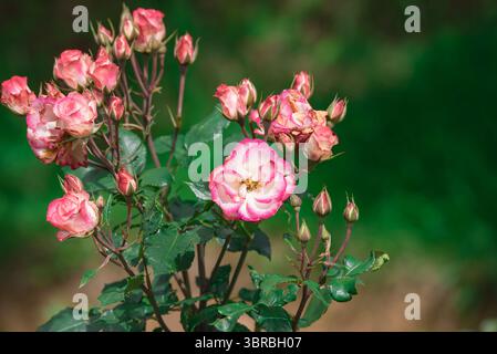 bel primo piano di fiori di rosa Foto Stock