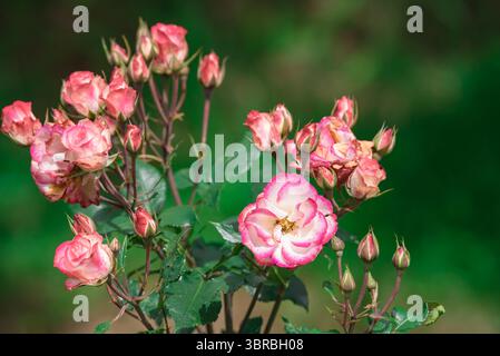 bel primo piano di fiori di rosa Foto Stock