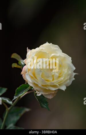 bel primo piano di fiori di rosa Foto Stock