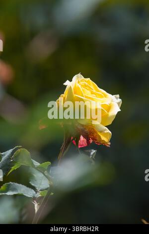 bel primo piano di fiori di rosa Foto Stock