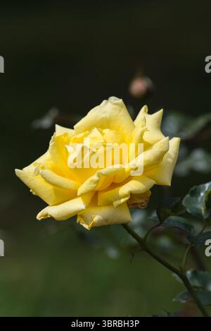 bel primo piano di fiori di rosa Foto Stock