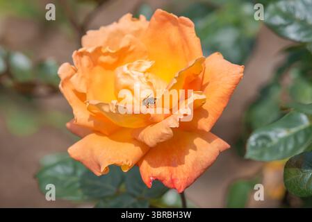 bel primo piano di fiori di rosa Foto Stock