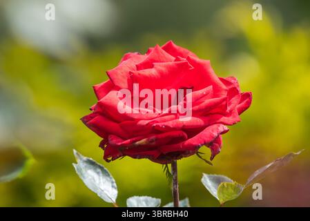 bel primo piano di fiori di rosa Foto Stock