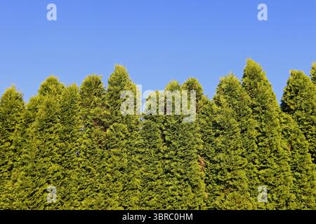 Thuja Hedge, Evergreen e schermata Privacy Foto Stock