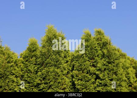 Thuja Hedge, Evergreen e schermata Privacy Foto Stock