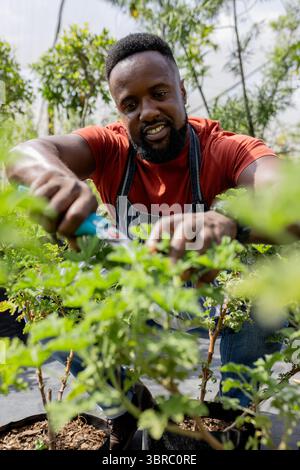 Uomo afroamericano che indossa grembiule a righe accovacciato tra le piante in potatura a serra con cesoie Foto Stock