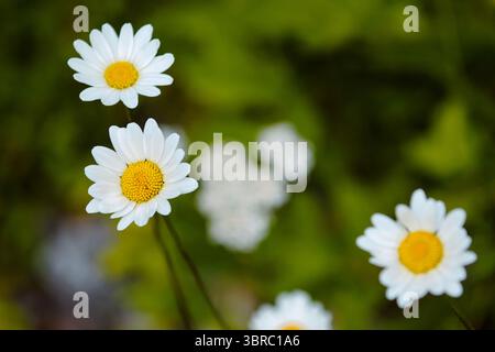 Primo piano di tre margherite Oxeye (Leucanthemum vulgare) in fiore, ambientato in un campo verde sfocato a luglio. Foto Stock