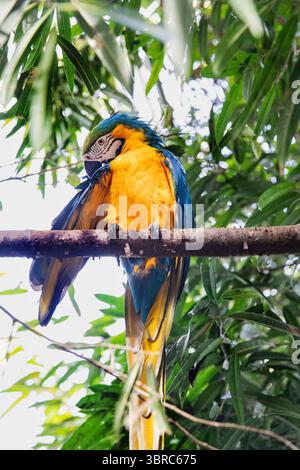 Vita aviaria tropicale. Vivido Macaw su una filiale. Piume per la preparazione del pappagallo di uccelli Foto Stock