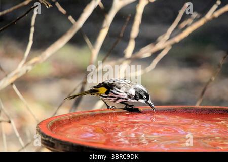New Holland Honeyeater (Phylidonyris novaehollandiae) beve al bagno degli uccelli, Australia meridionale Foto Stock