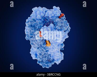 Illustrazione del recettore nicotinico dell'acetilcolina (nAChR) legato a due molecole di acetilcolina (rossa) e una molecola di nicotina (arancione). Questo recettore transmembrana per il neurotrasmettitore acetilcolina controlla la segnalazione elettrica tra le cellule nervose e muscolari, con conseguente contrazione muscolare. Il legame di acetilcolina o nicotina apre il canale al centro della molecola del recettore, consentendo agli ioni caricati positivamente di spostarsi attraverso di essa nella cellula muscolare. Foto Stock