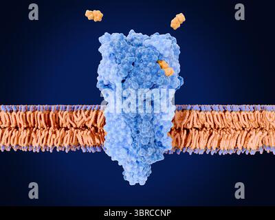 Illustrazione del recettore nicotinico dell'acetilcolina (nAChR) che si lega a due molecole di nicotina (arancione). Questo recettore transmembrana per il neurotrasmettitore acetilcolina controlla la segnalazione elettrica tra le cellule nervose e muscolari, con conseguente contrazione muscolare. Il legame di acetilcolina o nicotina apre il canale al centro della molecola del recettore, consentendo agli ioni caricati positivamente di spostarsi attraverso di essa nella cellula muscolare. Foto Stock