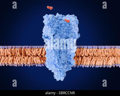 Illustrazione del recettore nicotinico dell'acetilcolina (nAChR) che si lega a due molecole di acetilcolina (rosso). Questo recettore transmembrana per il neurotrasmettitore acetilcolina controlla la segnalazione elettrica tra le cellule nervose e muscolari, con conseguente contrazione muscolare. Il legame dell'acetilcolina apre il canale al centro della molecola del recettore, consentendo agli ioni caricati positivamente di spostarsi attraverso di essa nella cellula muscolare. Foto Stock