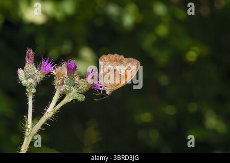 Small Heath Butterfly resp.Coenonympha pamphilus on Creeping Thistle resp.Cirsium arvense, Renania, Germania Foto Stock