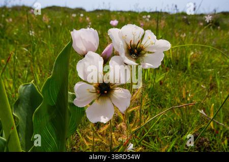 La rugiada bianca fiorita, la Drosera cistiflora, vicino a Darling, Sudafrica Foto Stock