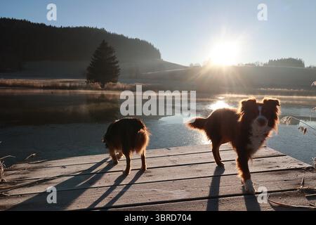 Due cani sono in piedi su un molo vicino a un lago Foto Stock