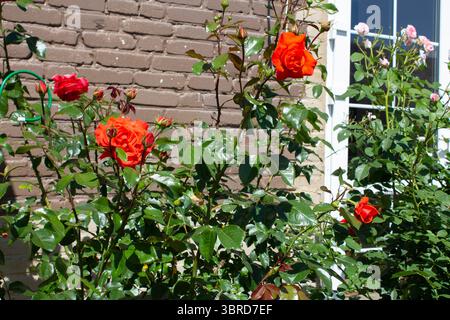 Un cespuglio fiorito di rose rosse in una giornata estiva di sole. Il cespuglio cresce in un giardino di cottage vicino a un muro di mattoni vicino all'ingresso della casa. Foto Stock