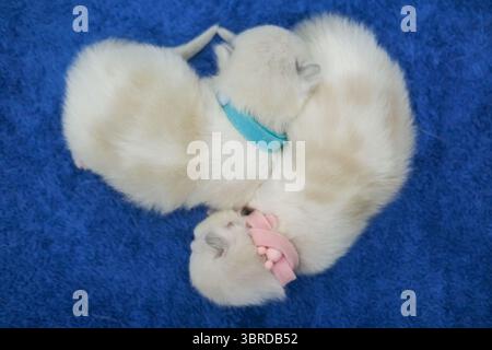 Due gattini ragdoll neonati di una settimana che dormono con gli occhi chiusi sulla coperta, gatto domestico Foto Stock