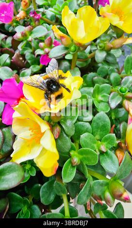 Un'ape di miele con polline si trova su un grande fiore di viola di colore giallo. Foto Stock