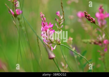 Primo piano di fiori selvatici rosa di Sainfoin con sfondo verde sfocato dal vento e luce naturale di mezza estate, che mostra la texture e la struttura dettagliate dei petali. Foto Stock