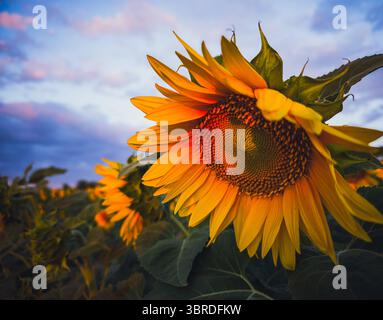 Girasole alla luce dorata del mattino, Călărași, Romania, 29 giugno 2025 Foto Stock