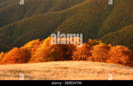 Il sole tramonta illumina i faggi dalle foglie rosse sulle pendici autunnali delle montagne. Foresta dell'ora d'oro piena di toni caldi e tranquilla atmosfera stagionale Foto Stock