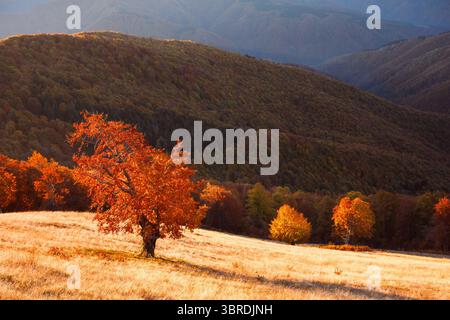 Il faggio solitario brilla ai raggi del tramonto sopra la foresta autunnale rossa nella zona montana. Albero solitario di luce dorata incorniciato da colorate foglie autunnali e da un'atmosfera da altopiano Foto Stock