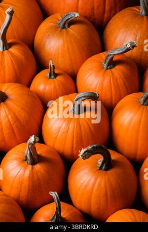 Primo piano con molte zucche arancioni in composizione dall'alto. Motivo vegetale autunnale perfetto per il design natalizio, l'arredamento raccolto o la grafica autunnale Foto Stock