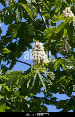Rosskastanie, Roßkastanie, Blüte, blühend, Gewöhnliche Rosskastanie, Ross-Kastanie, Kastanie, Aesculus hippocastanum, Cavallo castagno, ippocastano, Foto Stock