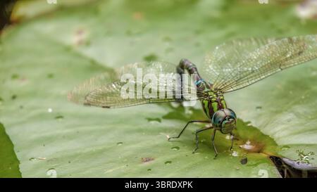 Una libellula darner dagli occhi blu su una foglia di ninfee, in uno stagno, in un giardino nelle montagne andine orientali della Colombia centrale, Iguaque Foto Stock