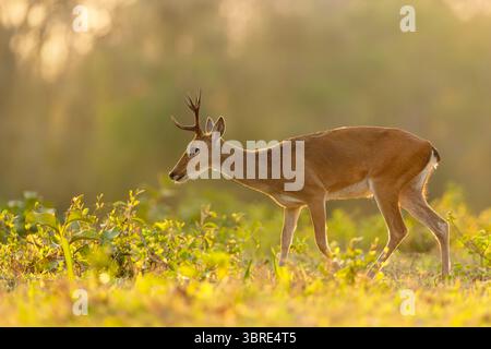 Primo piano di un cervo di Pampas che cammina in un prato sotto la luce soffusa del tramonto, Pantanal, Brasile. Foto Stock