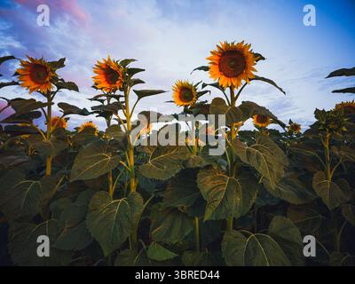 girasoli all'alba a calarasi, romania, 29 giugno 2025 Foto Stock