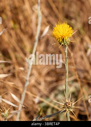 Primo piano immagine macro di un fiore di cardo giallo che fiorisce in un campo estivo asciutto. Catturata alla luce naturale del sole con l'erba dorata sfocata nel backgrou Foto Stock