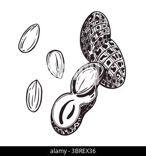 Una serie di illustrazioni vettoriali. Arachidi, arachidi, chicchi e arachidi. Tutti gli oggetti sono disegnati a mano con inchiostro. Per la stampa su carta e tessuto Illustrazione Vettoriale