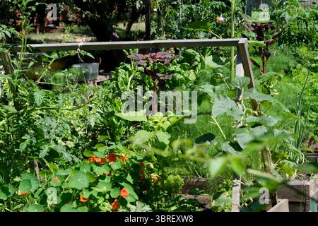 Vegetazione lussureggiante e fiori vivaci riempiono il giardino, fiorendo sotto la luce del sole. Foto Stock
