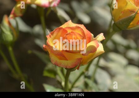 Una rosa gialla baciata dai sogni del rossetto, arrossisce ai bordi come un segreto sussurrato di colore Foto Stock