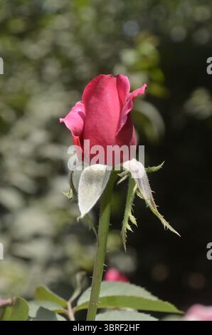 un nuovo giorno è una nuova vita Foto Stock