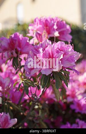 Fiore di azalea rosa che fiorisce sul ramo verticale alla luce del sole. Vivace pianta primaverile con petali morbidi e foglie verdi. Ideale per composizioni verticali, cartoncino Foto Stock