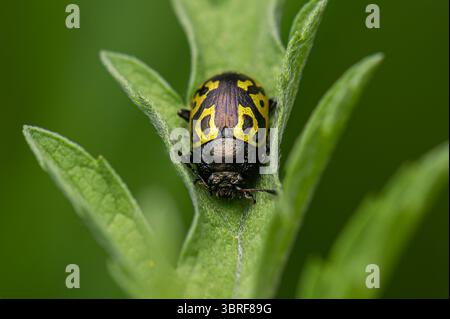 Foto macro Coleup di Calligrapha Beetle verde messicano, noto anche come Vaquita, Calligrapha mexicana, che riposa su una foglia nel Messico centrale Foto Stock