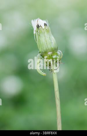 Un minuscolo vergine sale il gambo di una testa chiusa di dente di leone in una giornata estiva, isolata su un morbido sfondo verde. Foto Stock