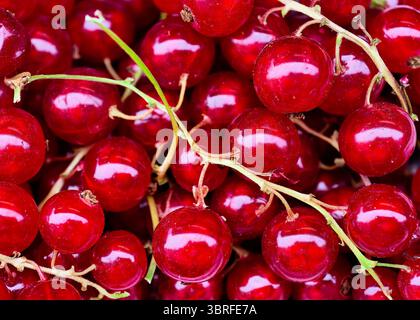 Ribes rosso fresco in uno schermo vivace: Sfondo ad alta risoluzione ideale per il marketing, i social media e le promozioni digitali Foto Stock
