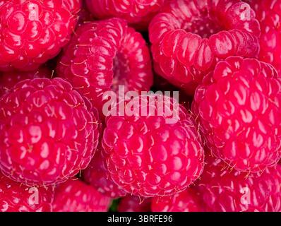Primo piano di lamponi freschi maturi – sfondo vivace di texture Red Berry per Healthy Food Design, carta da parati Summer Fruit, stile di vita biologico, Web Design, Social Media, e progetti di Digital Marketing Foto Stock
