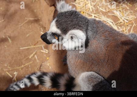 Lemure con anelli seduto con attenzione in un habitat naturale sabbioso. Un bellissimo lembo a coda ad anello si trova su un terreno sabbioso, con le sue iconiche strisce Foto Stock