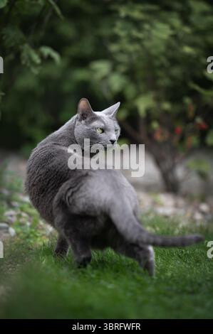 Bellissimo gatto Blu Russo in piedi su lussureggiante erba verde in un giardino naturale. Questa razza elegante con il caratteristico cappotto blu-grigio non ha lo sguardo Foto Stock