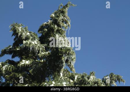 Ghiaccioli appesi ai rami di pino Foto Stock