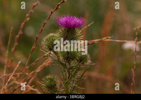 Primo piano di un cardo fiorito in un prato erboso, macro fotografia di fiori selvatici viola in un ambiente naturale dai toni terrosi Foto Stock