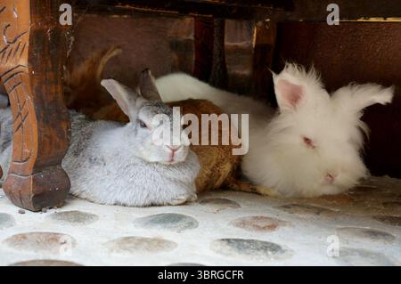 un affascinante ritratto di soffici conigli marroni, bianchi e grigi poggiati su un terreno di pietra. Questi adorabili e simpatici animali domestici sono il simbolo della morbidezza e del Foto Stock