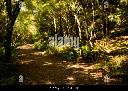 Il sentiero sterrato si snoda attraverso una fitta foresta dal design piatto, caratterizzata da alberi, felci e ombre alla luce del sole Foto Stock