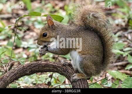 Lo scoiattolo grigio orientale stuzzica il cibo lungo il la Chua Trail al Paynes Prairie Preserve State Park a Gainesville, Florida. (USA) Foto Stock